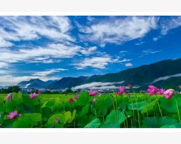 中医食疗：哪些食物能帮助清除痰湿和湿热？
